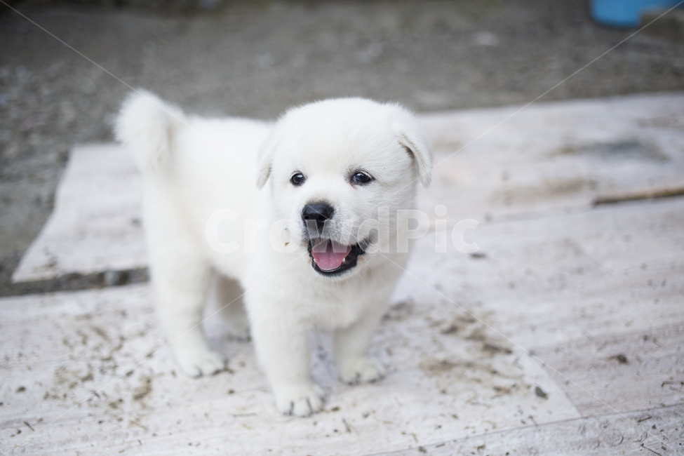 강아지,개,동물,dog,animal,포유류,pet,동물,animal,포유류,mammal,개,강아지,dog,doggy