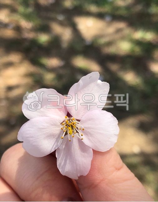 spring,spring flowers,pink,blossom,Cherry Blossom,cherryblossom,full bloom,flower