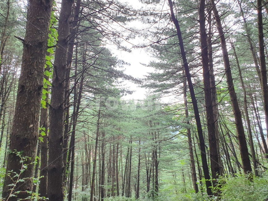 나무,숲,초록,맑음,wood,자연,풍경,nature,landscape,tree,plant,식물,vegetation,초목