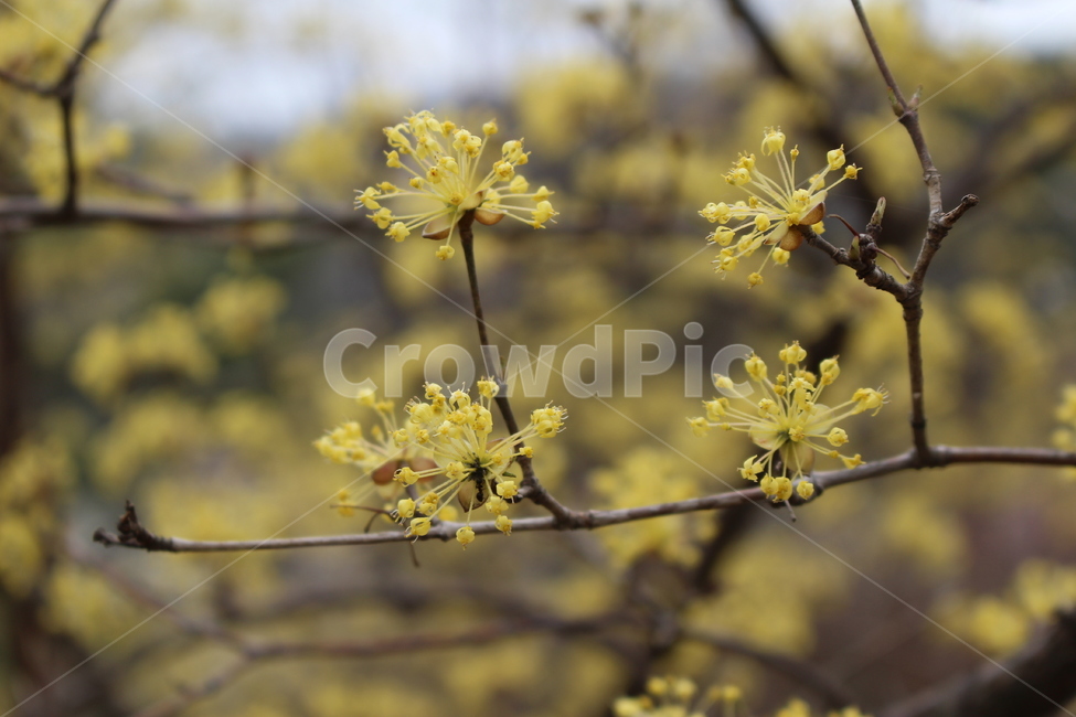산수유,노랑,꽃,나무,축제,마을,봄,봄,계절,spring,season,식물,자연,plants,nature,꽃,flower,plant