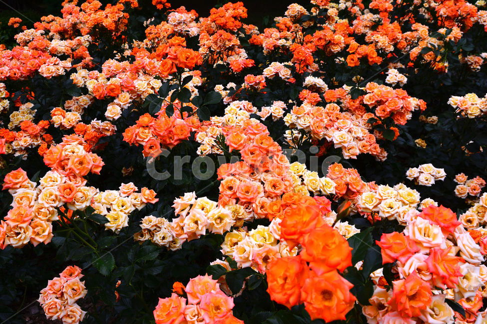 장미,장미꽃,로즈,꽃,아름다움,예쁜,플라워,데코레이션,꽃송이,꽃잎,feeling,rose,flowers,5월,계절의여왕,가시,가든,정원,앞뜰,장미원,장미축제,BEAUTIFUL,plant,garden,꽃밭,수많은,주황색장미,식물,자연,plants,nature,꽃,flower