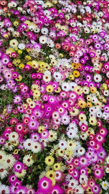 꽃,봄,야생화,들꽃,봄꽃,봄,계절,spring,season,식물,자연,plants,nature,꽃,flower,plant,blossom,daisy,데이지,daisies