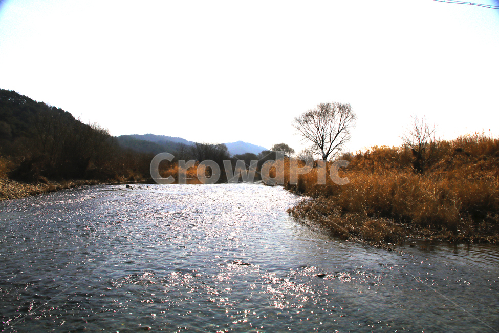 갈대,억새,풀,마른풀,강,하천,가을,계절,fall,autumn,season,자연,풍경,nature,landscape,water,물,outdoors,옥외