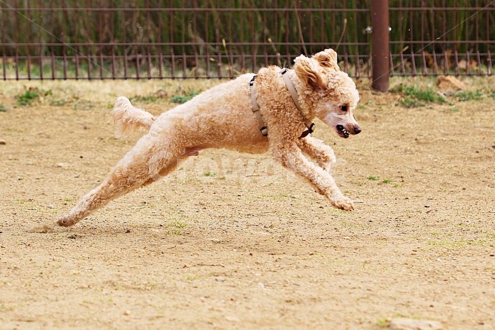 스텐다드푸들,개,애완견,운동,배경,동물,animal,포유류,mammal,개,강아지,dog,doggy