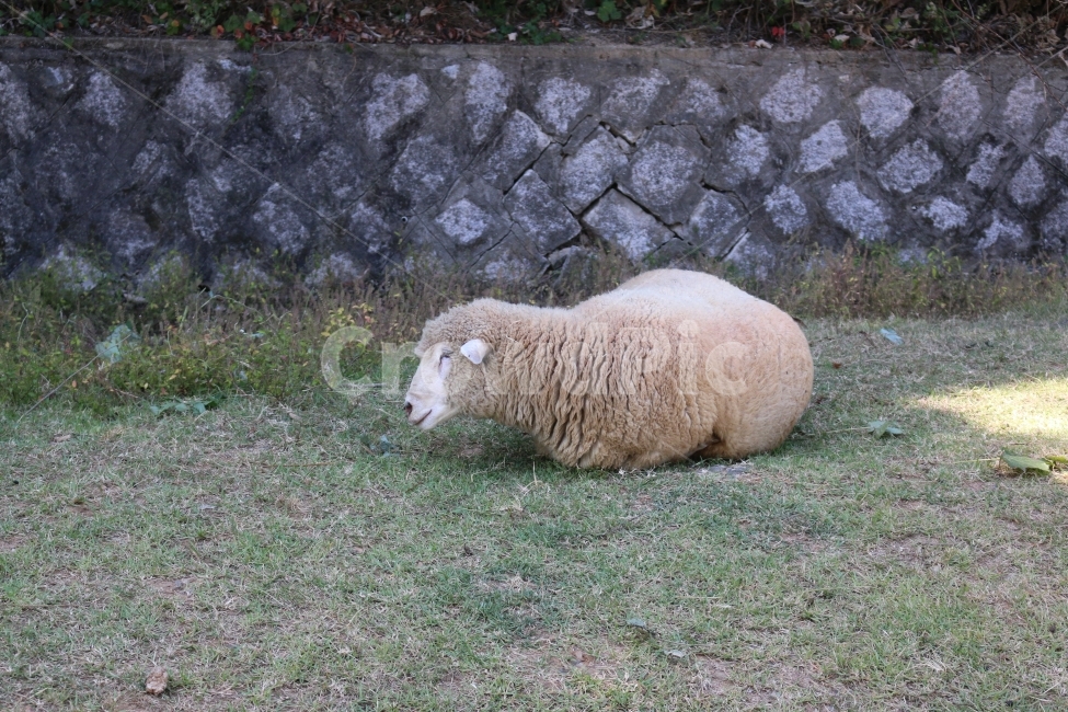 양,동물,공원,자연,휴식,동물,animal,포유류,mammal