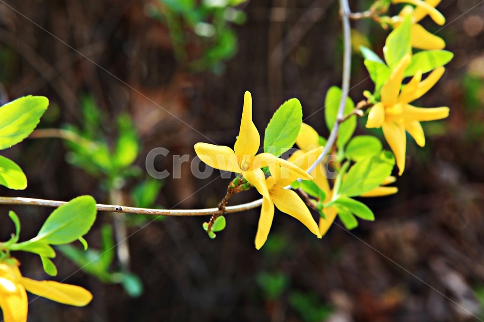 개나리,꽃,나무잎,자연,배경,봄,계절,spring,season,식물,자연,plants,nature,꽃,flower,plant