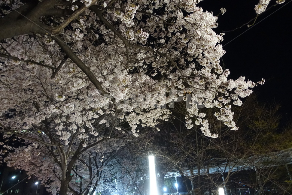 벛꽃,야간,조명,밤,산책,나들이,데이트,흐드러진,봄,계절,spring,season,야경,밤,풍경,nightscape,night,landscape,plant,식물,flower,꽃,blossom,cherry blossom,벚꽃