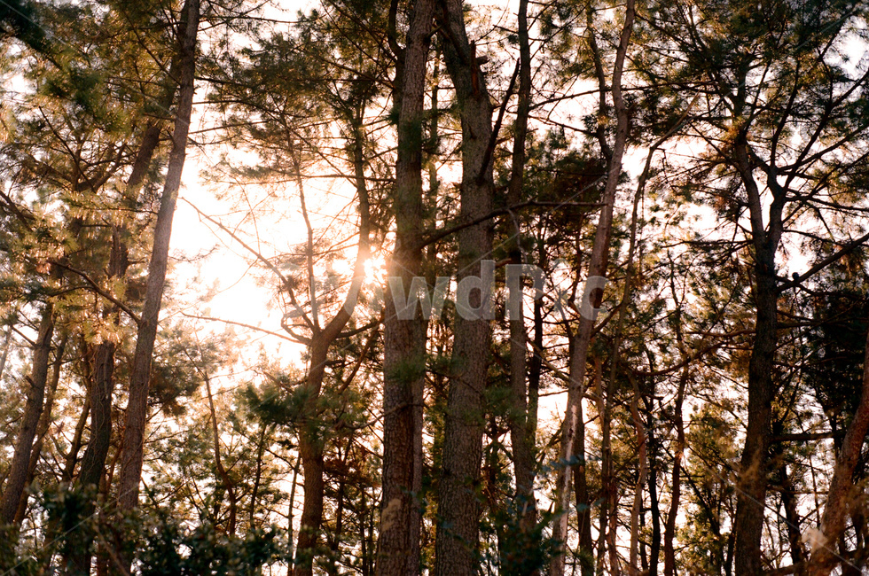 숲,나무,그림자,빛,감성,아날로그,필름,컬러필름,필름사진,자연,풍경,nature,landscape,식물,plants,나무,trees,wood,휴식,힐링,rest,relaxation,healing,light,flare,플레어