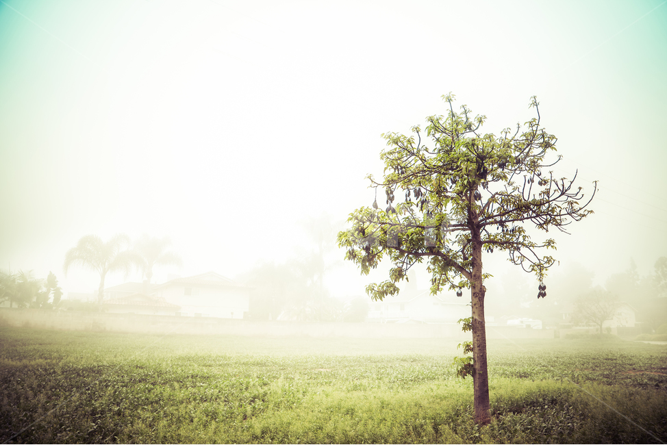 미국,켈리포니아,얼바인,안개,나무,자연,풍경,nature,landscape,식물,plants,나무,trees,wood,tree,plant