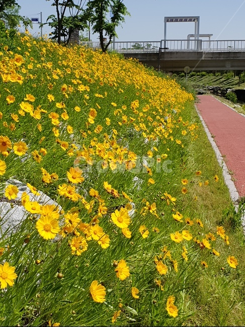 금계국,꽃,노랑,봄,맑음,자연,풍경,5월,봄,계절,spring,season,식물,자연,plants,nature,꽃,flower,plant,outdoors,옥외
