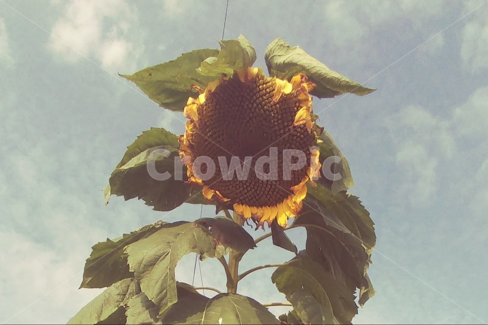 해바라기,식물,하늘,크다,오전,식물,자연,plants,nature,꽃,flower