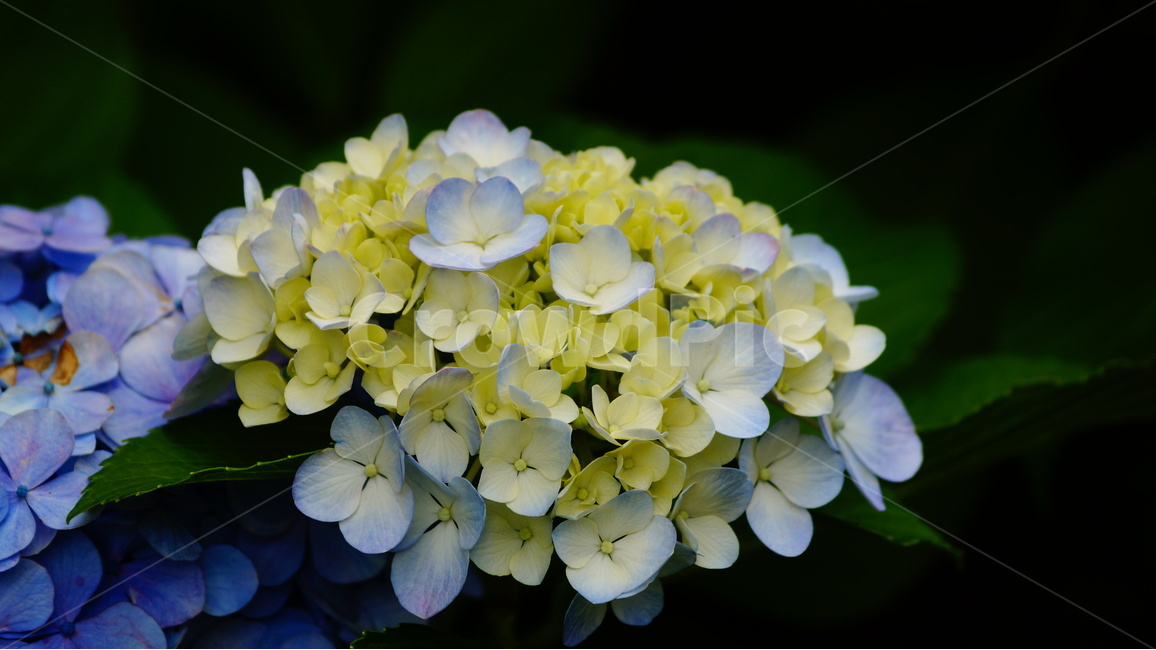 수국,꽃,꽃사진,식물,수국꽃,식물,자연,plants,nature,꽃,flower