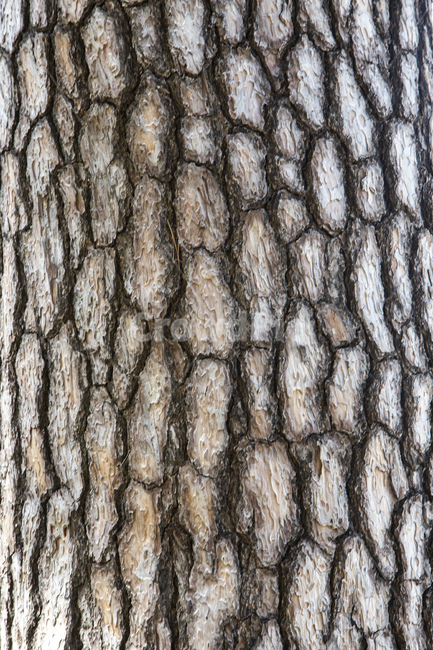 plant pattern,Its thick,pine tree,rough,surface,nature,old,skin,pattern,Thick,fell,outdoor,coat,tree bark,ecology,Pillar,bark,plant,covered,protect,group,epidermis,stem
