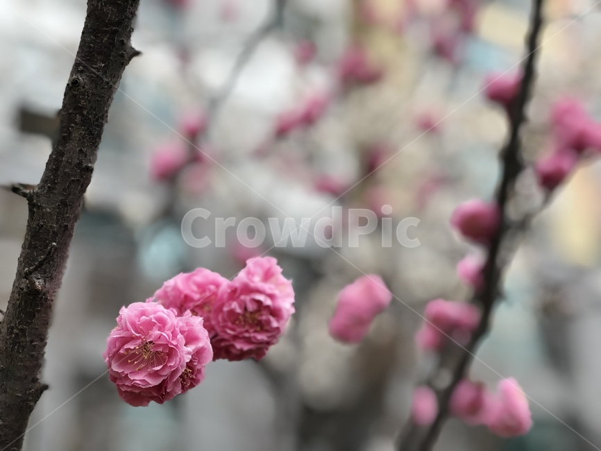 벚꽃,겹벚꽃,봄,겹벚꽃축제,봄꽃,봄,계절,spring,season,식물,자연,plants,nature,꽃,flower,plant,blossom