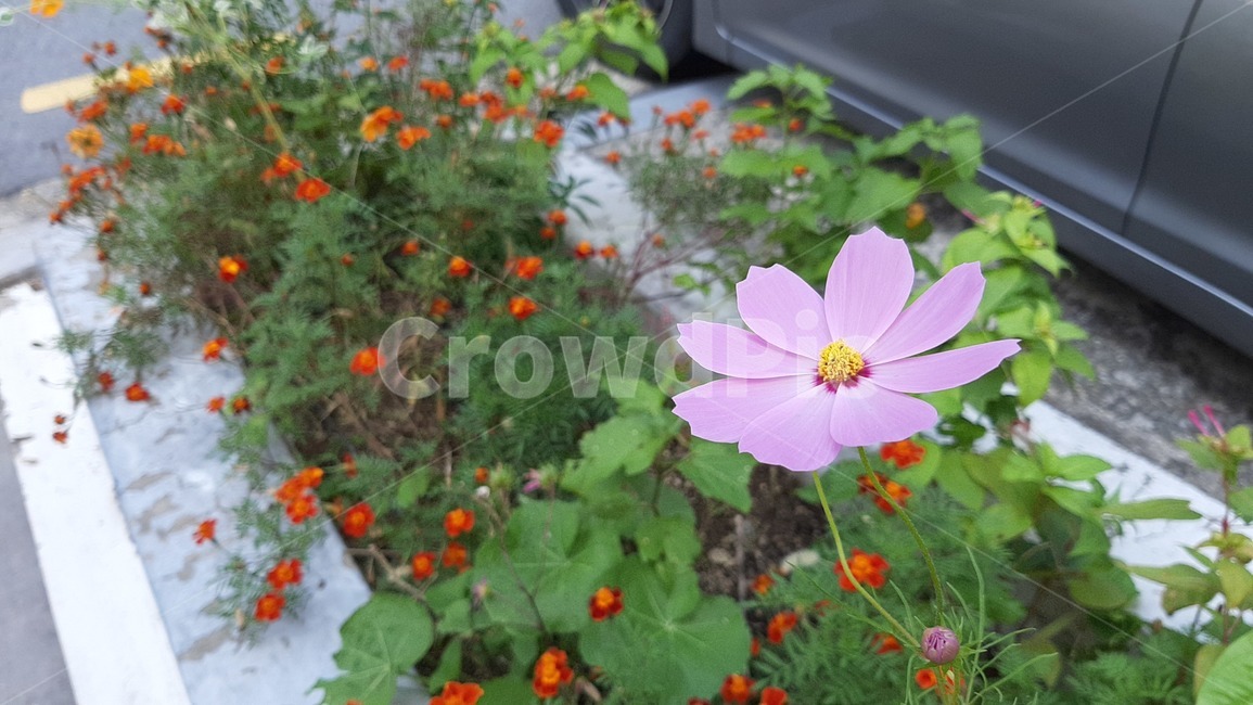 식물,야생화,꽃잎,꽃,plant,wildflower,flower,blossom,petal,식물,자연,plants,nature,꽃,flower