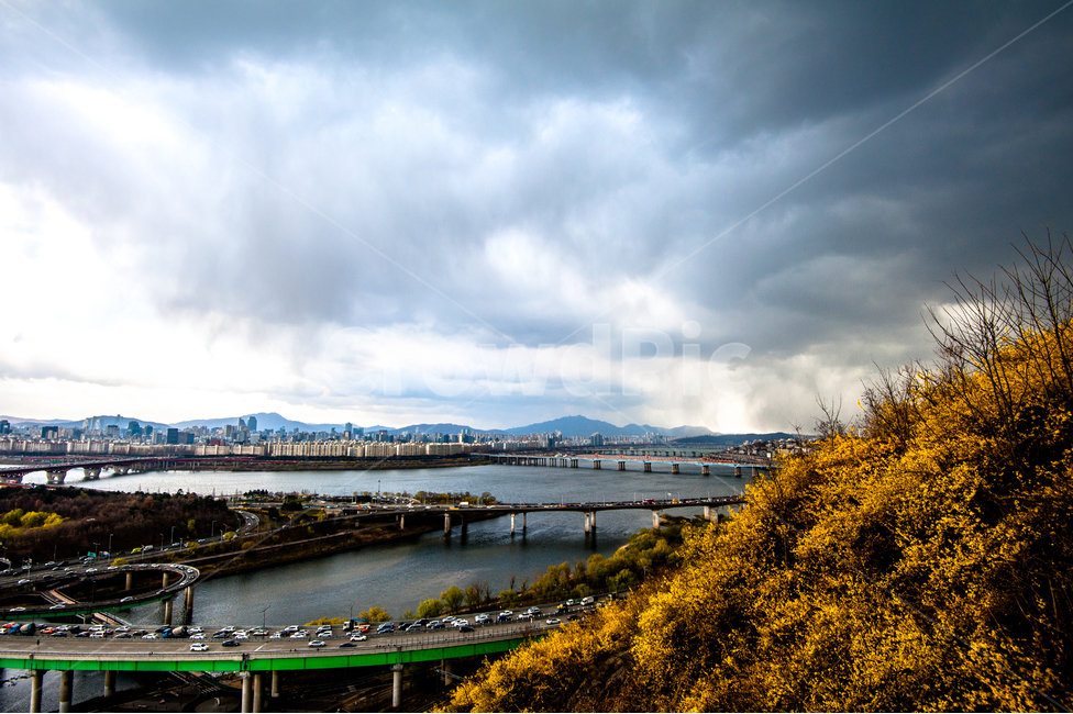 응봉산,개나리,희망,정,감격,달성,봄,계절,spring,season,도시,풍경,city,landscape,nature,자연,outdoors,옥외