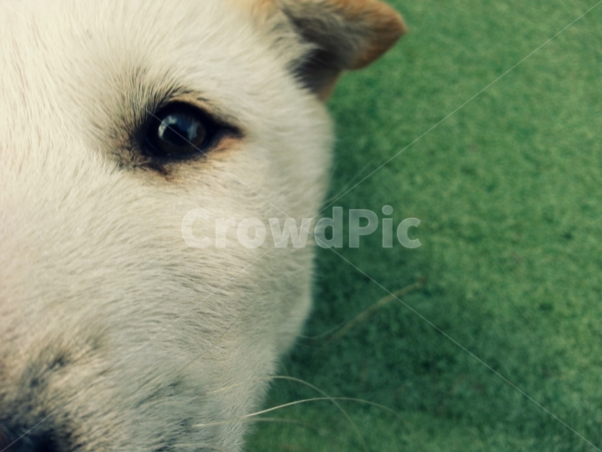 강아지,귀여움,애완경,표정,깜찍,사랑스러움,동물,animal,포유류,mammal,개,강아지,dog,doggy