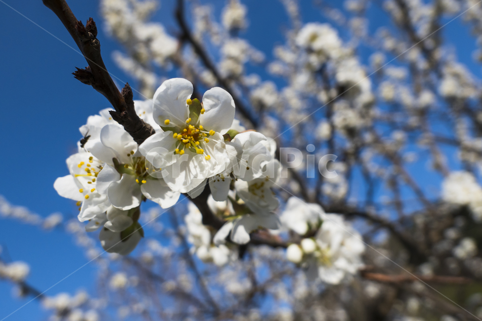 벚나무,벚꽃,꽃,봄,산책,산책길,여유,평화,푸른,하늘,봄,계절,spring,season,식물,자연,plants,nature,꽃,flower,plant,blossom,cherry blossom