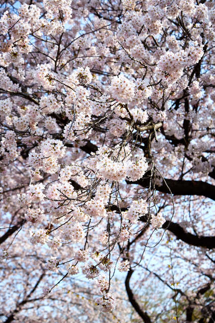 벚꽃,꽃,봄,꽃놀이,나무,봄,계절,spring,season,꽃,flower,plant,식물,blossom