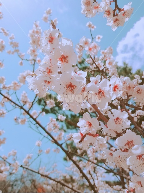 봄,벚꽃,봄꽃,벚꽃배경,꽃