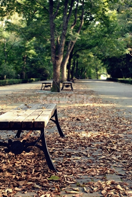 수목원,나무,벤치,산책,휴식,arboretum,tree,bench,stroll,relax,자연,풍경,nature,landscape