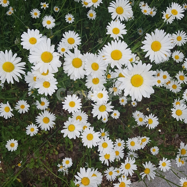 꽃,국화,흰색꽃,흰색,자연,식물