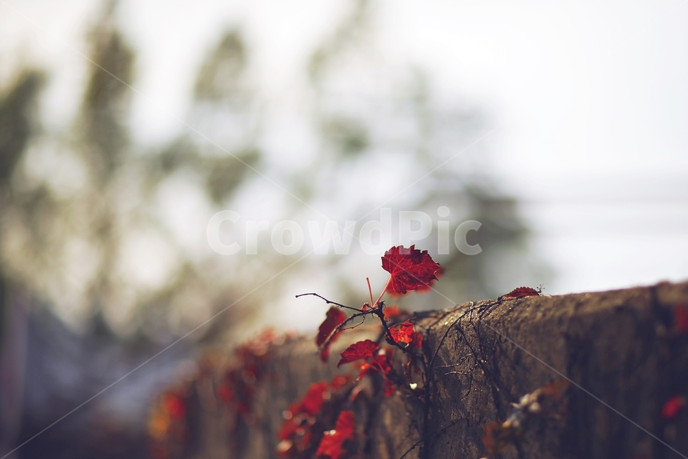 fall,가을,낙엽,정물사진,color,가을,계절,fall,autumn,season,식물,자연,plants,nature,감성,sensible,feeling,plant