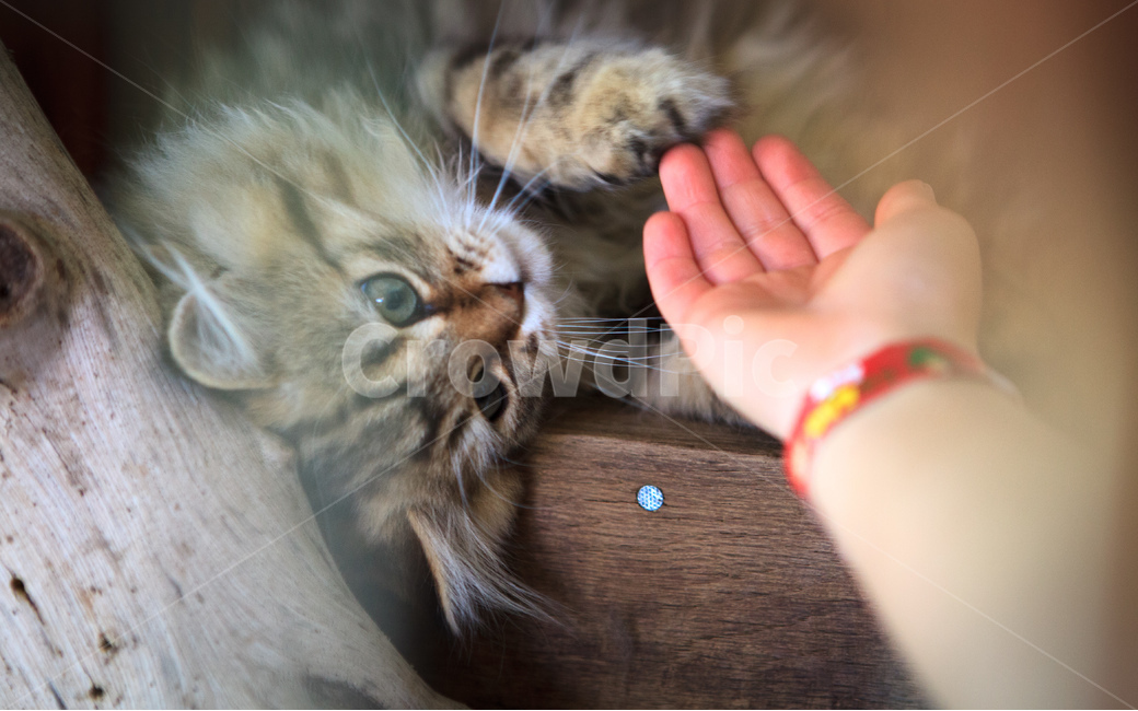 고양이,동물,손,cat,만남,동물,animal,포유류,mammal,고양이,cat,kitten,kitty,사람,인물,인간,human,person,신체일부,몸,body,감정표현,기분,feeling,emotion