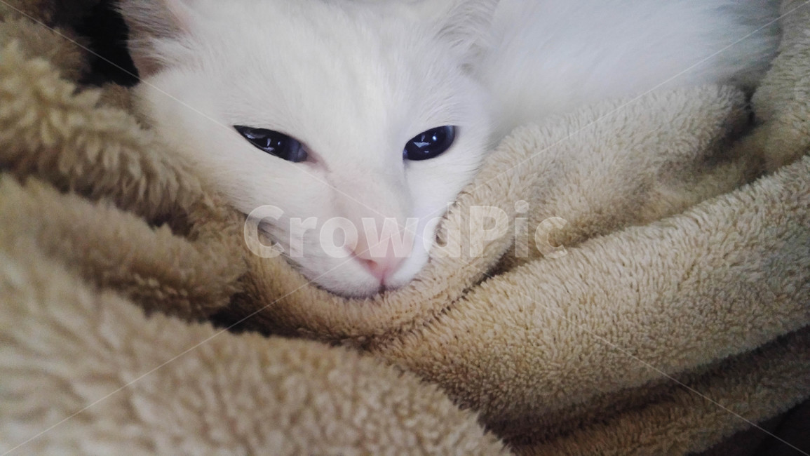 고양이,흰고양이,하얀색고양이,터키쉬앙고라,터앙,파란눈,내고양이,예쁜고양이,단모,담요,포근,힐링,따뜻,동물,반려묘
