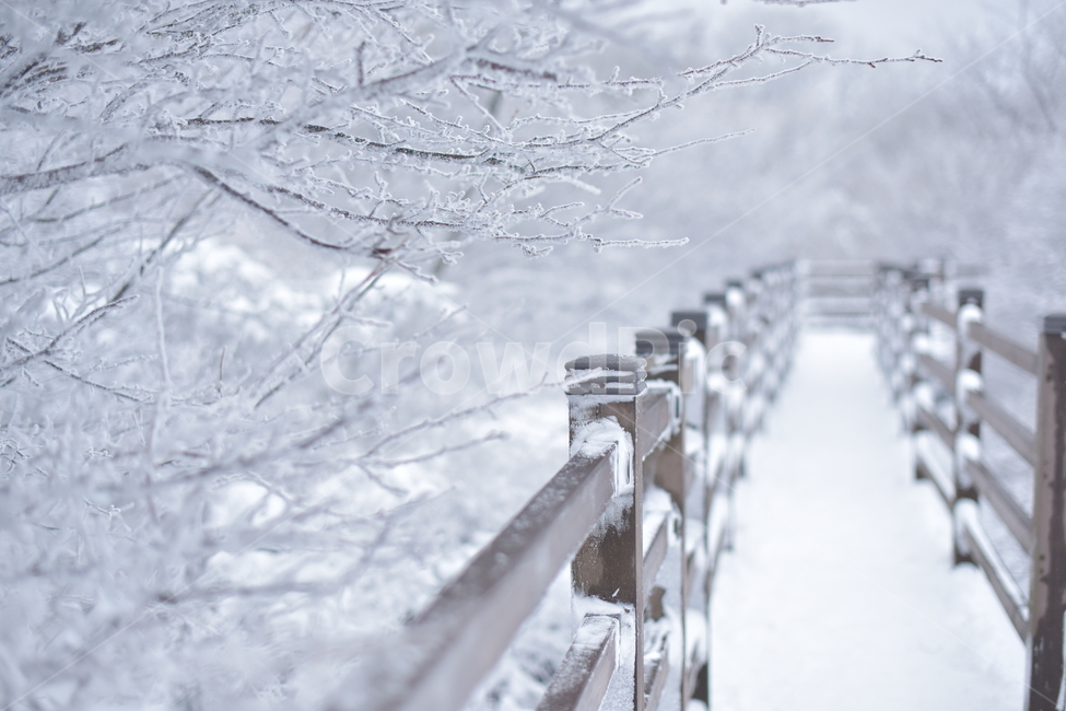 폭설,눈,길,나무길,눈쌓인길,겨울,겨울풍경,겨울,계절,winter,season,자연,풍경,nature,landscape