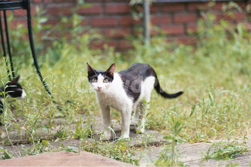 고양이,길고양이,필름사진,동물,동물가족,동물,animal,포유류,mammal,고양이,cat,kitten,kitty
