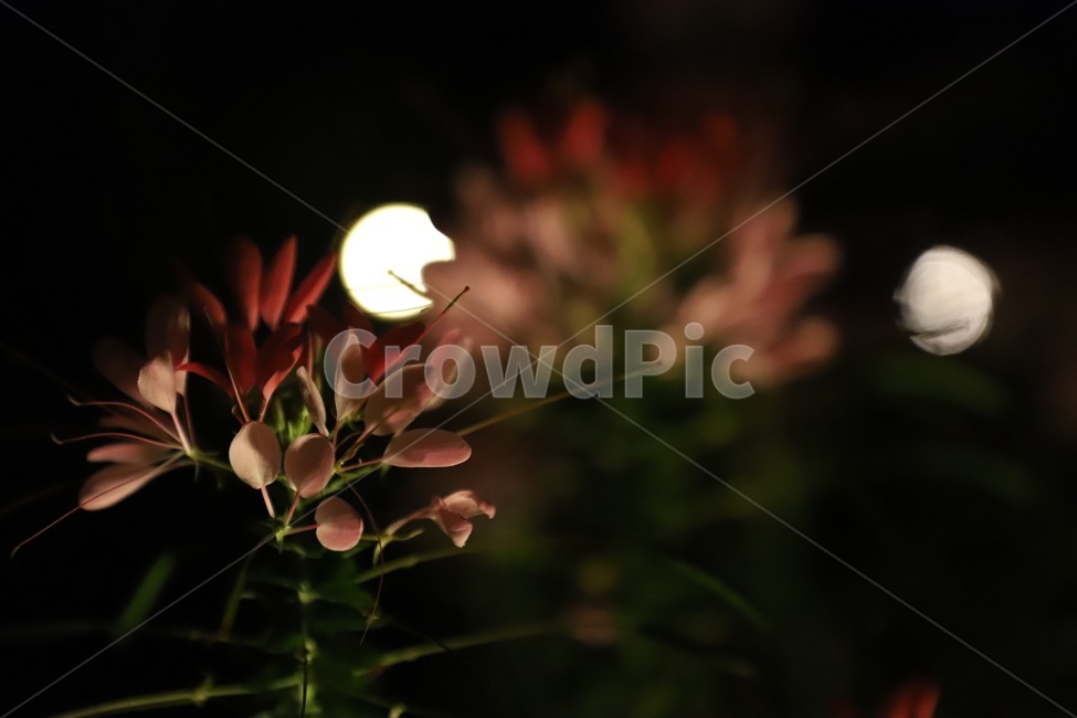 flare,플레어,light,빛,꽃,식물,자연,plants,nature