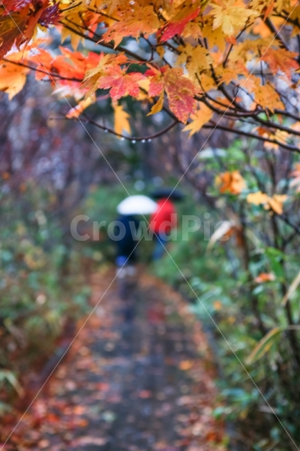 가을,단풍,비,연인,우산,가을비,낙엽,가을,계절,fall,autumn,season,식물,자연,plants,nature,비,비오는날,rain,rainy,plant,leaf,잎,tree,나무