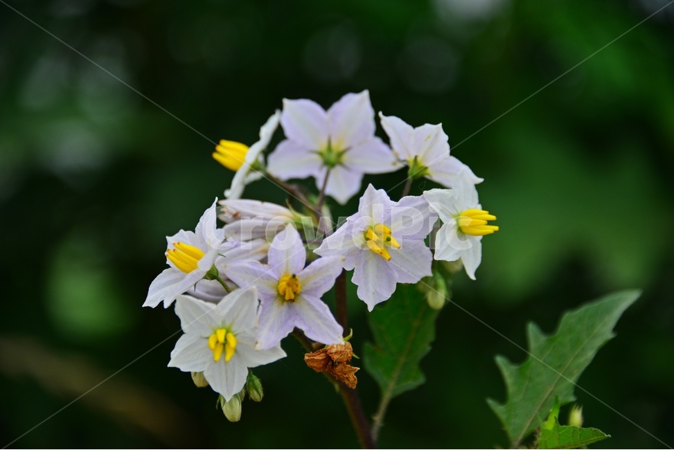 plant,식물,blossom,flower,꽃,도깨비가지,도깨비가지꽃,식물,자연,plants,nature,꽃,flower