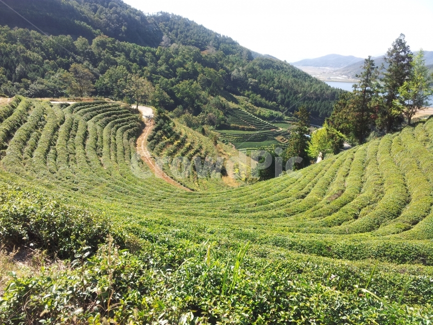 녹차밭,자연,경치,풍경,여름,휴가,여행,자연,풍경,nature,landscape,한국자연풍경,한국자연경관,korea nature landscape,outdoors,옥외