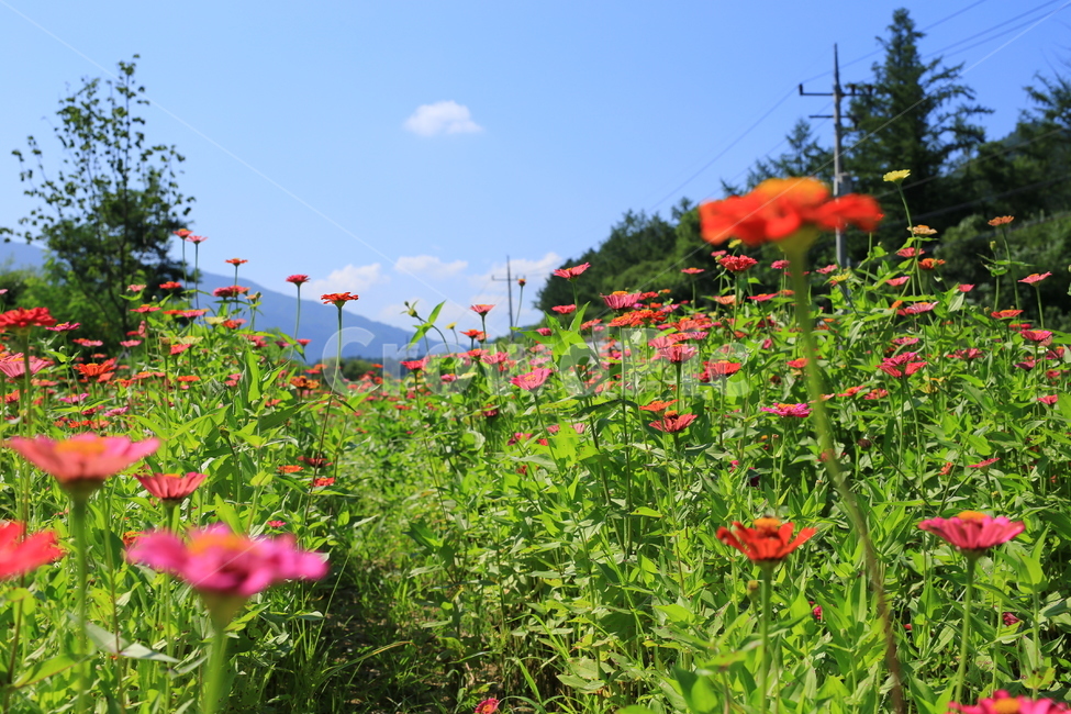 꽃,하늘,자연,코스모스,flower,blossom,식물,plant,가을,nature,야외,풀,풍경,식물,자연,plants,nature,꽃,flower
