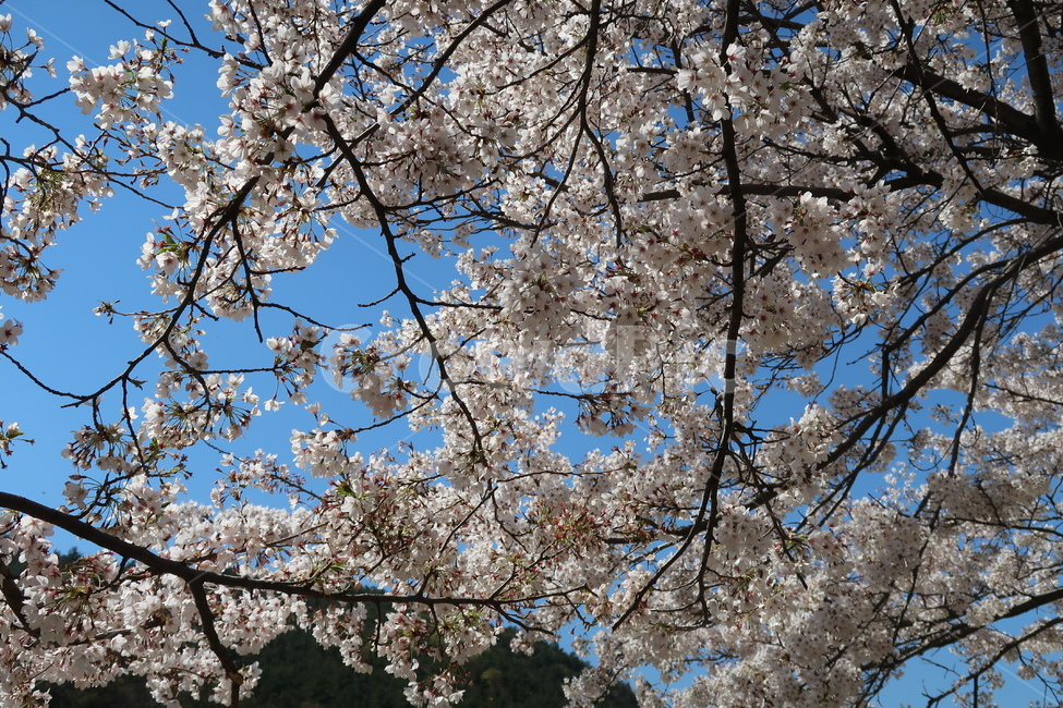 벚꽃,cherryblossom,blossom,꽃,plant,식물,봄,봄꽃,하늘,봄날씨,벚꽃만개,만개,개화,벚꽃개화