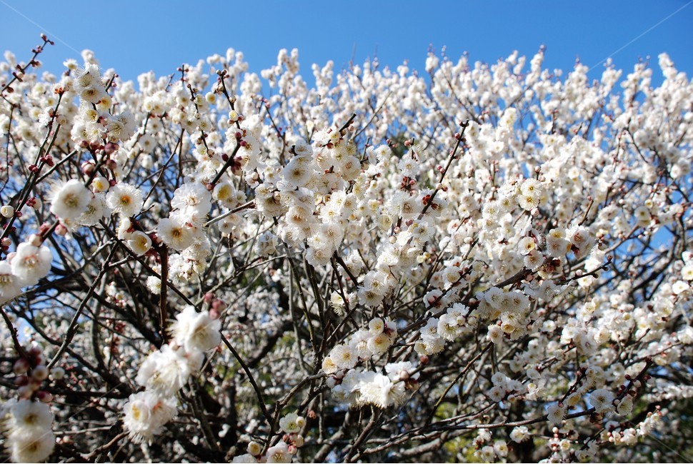매화,홍매화,백매화,봄,꽃나무,나무,봄,계절,spring,season,식물,자연,plants,nature,꽃,flower,plant,blossom
