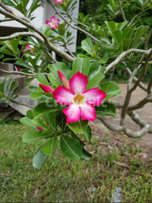 아데니움꽃,석화,사막장미,adeniumabesum,desertrose
