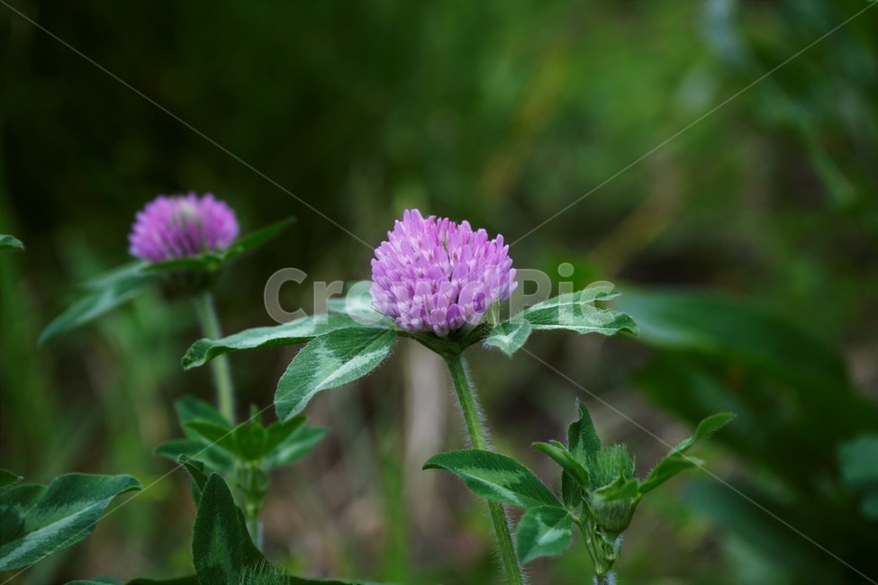 토끼풀,붉은토끼풀,귀화식물,풀,클로버,crimsonclover,grass,green,nature,plant,redclover,trifolium
