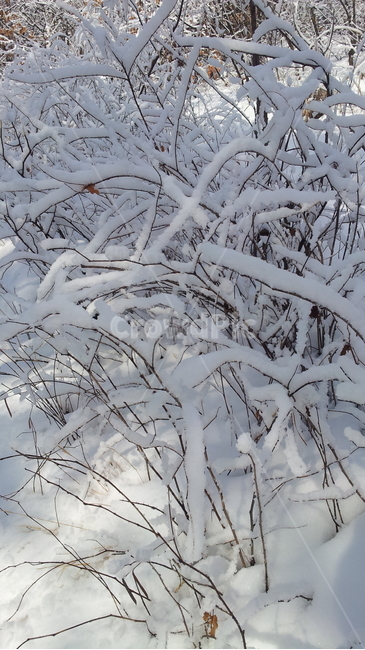 눈,겨울,풍경,나무,snow,겨울,계절,winter,season,자연,풍경,nature,landscape,outdoors,옥외
