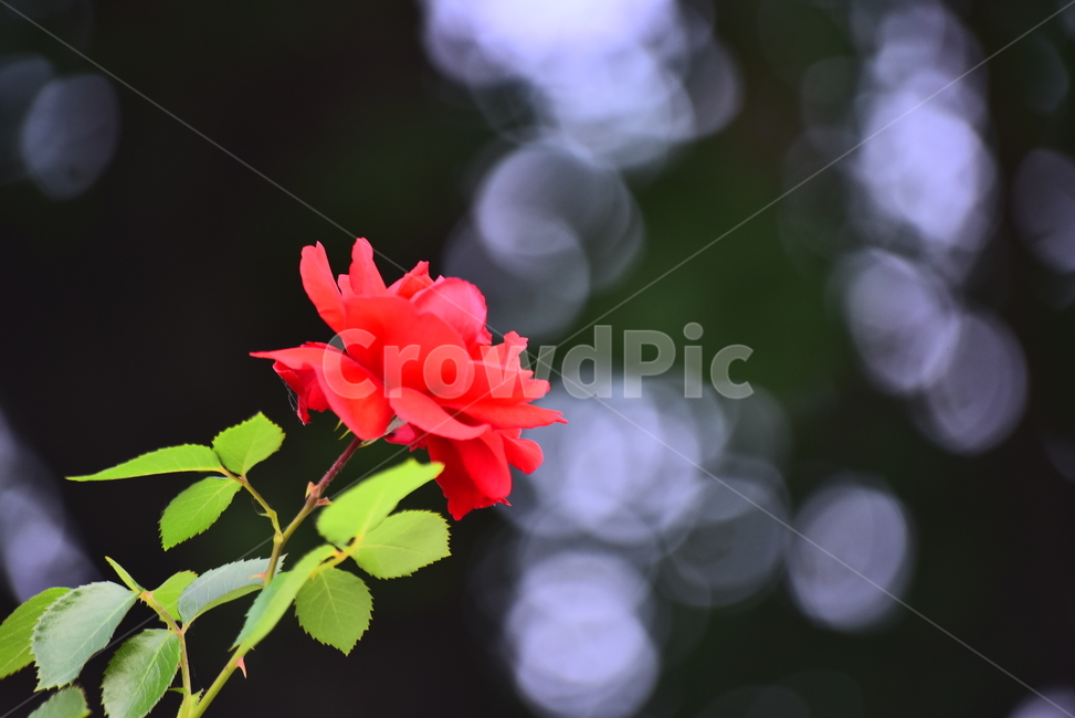 장미꽃,잎새,양귀비꽃,보케,빛망울,빨강색꽃,꽃송이,검정,한송이,꽃한송이,rose,감성,빛,느낌,feeling,sensible,emotional,background,배경,바탕,백그라운드
