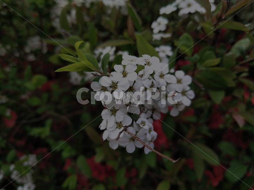 벚꽃,봄,한송이,예쁜꽃,봄꽃,핑크,분홍,식물,자연,plants,nature,꽃,flower