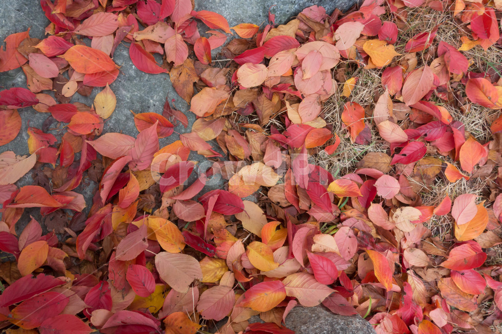 낙엽,가을,계절,자연색상,자연,배경,바위,잎,가을,계절,fall,autumn,season,식물,자연,plants,nature