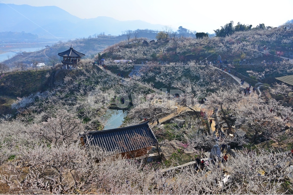 nature,자연,landscape,경치,outdoors,옥외,scenery,풍경,광양,다압,매화마을,섬진강,매화축제,청매실농원,청매원