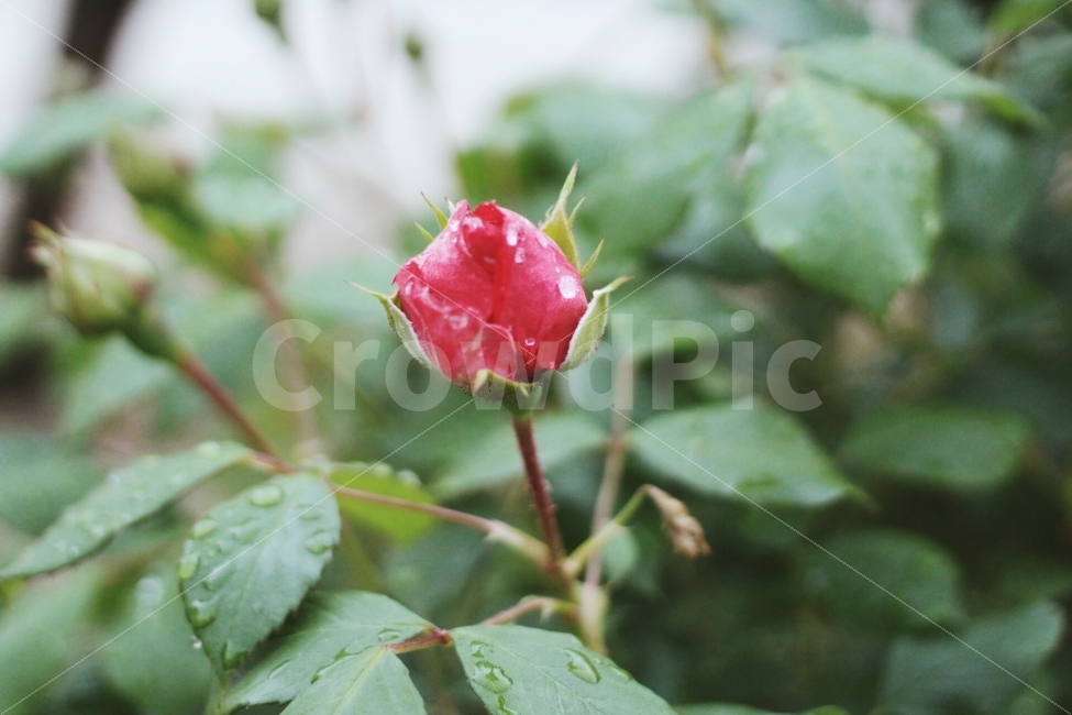 장미,rose,꽃,이슬,꽃봉오리,촉촉,canon,100d,dslr,스냅,picture,식물,자연,plants,nature,꽃,flower,감성,sensible,feeling
