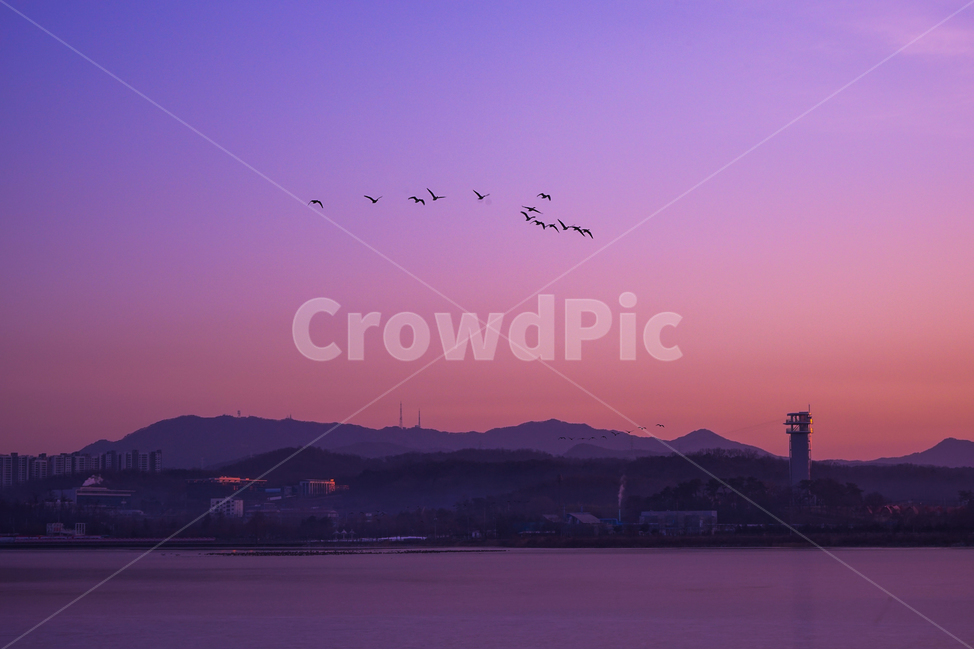 새,조류,동물,겨울철새,철새,이동,비행,새벽,여명,하늘,도시,풍경,city,landscape,nature,자연,bird,animal,outdoors,옥외