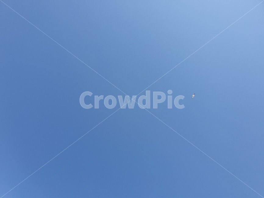 하늘,오후,낮,바다,갈매가,자연,풍경,nature,landscape,leisure activities,레저 활동,adventure,모험,flying,나는,animal,동물,bird,새