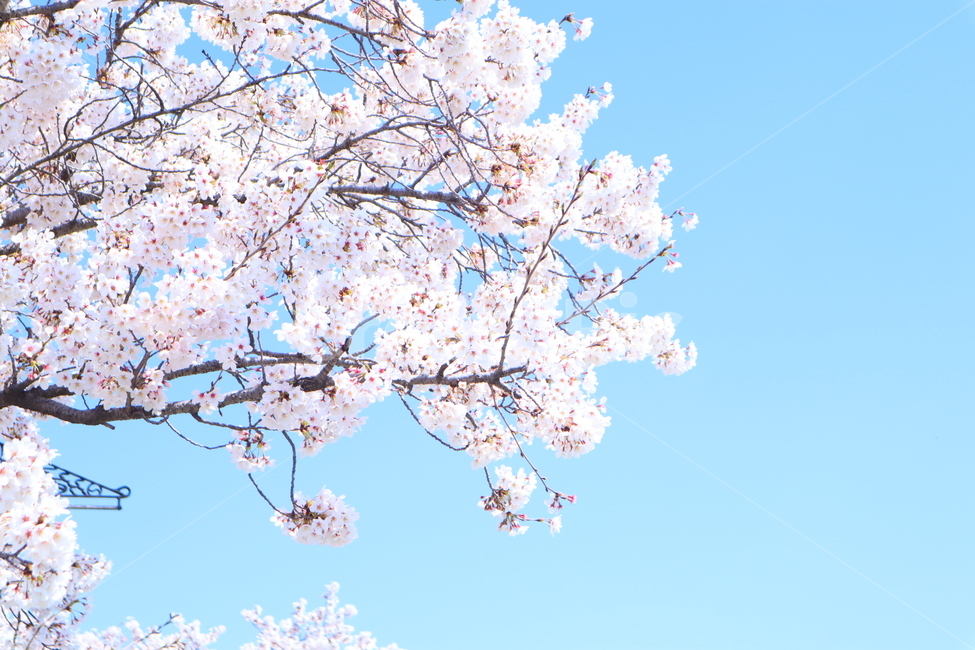 벚꽃,봄날,봄,꽃,감성,배경,spring,봄,계절,spring,season,plant,식물