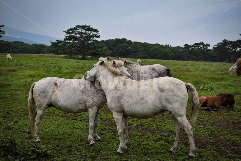 동물,말,조랑말,마방목지,제주말,동물,animal,포유류,mammal